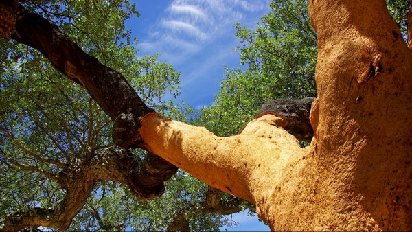 Срезы коры дуба Quercus suber пробки